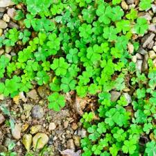 Creeping oxalis(Oxalis corniculata L.)